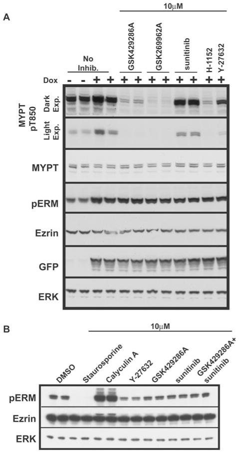 GSK429286A