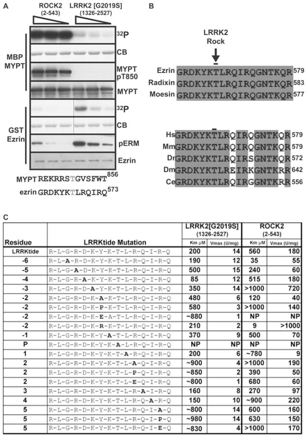 GSK429286A