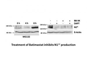 Batimastat (BB-94)