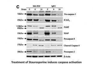 Staurosporine