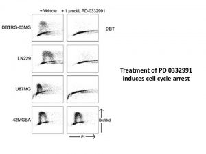 Palbociclib (PD-0332991) HCl