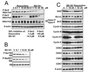 BS-181 HCl