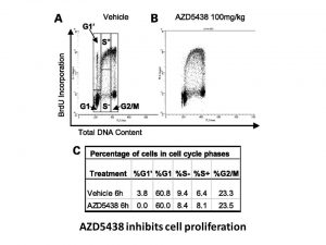 AZD5438