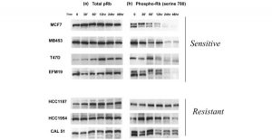 Palbociclib