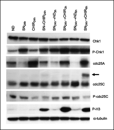 CHIR-124