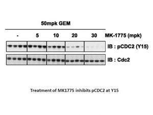 MK-1775