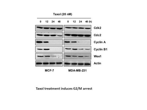 Paclitaxel