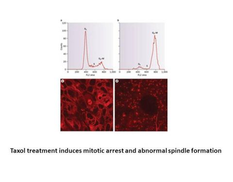 Paclitaxel