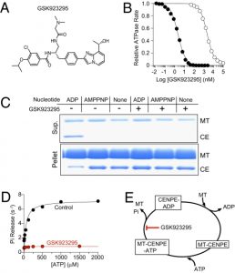 GSK923295