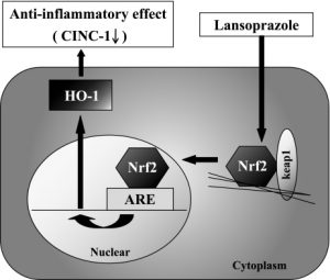 Lansoprazole