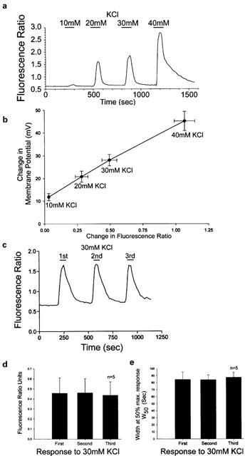 Gabapentin HCI