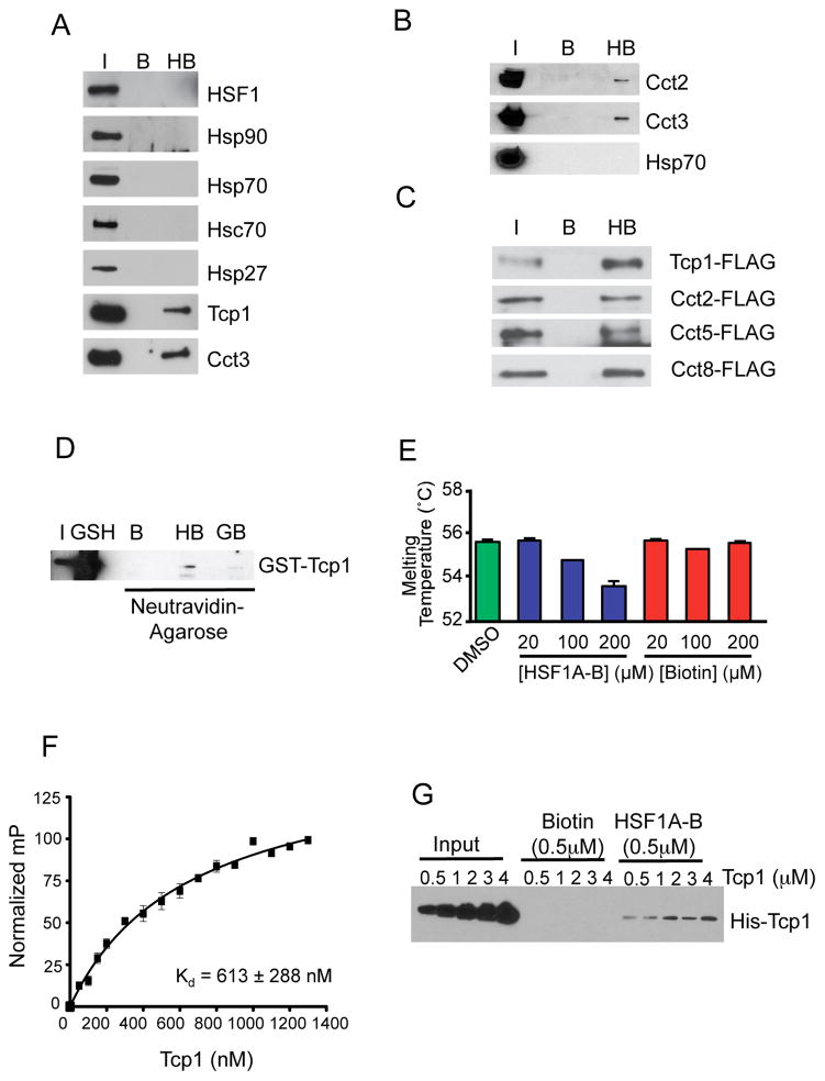 HSF1A