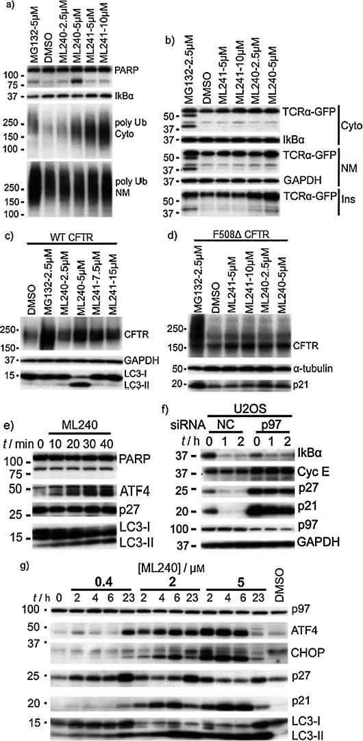 ML241 HCl