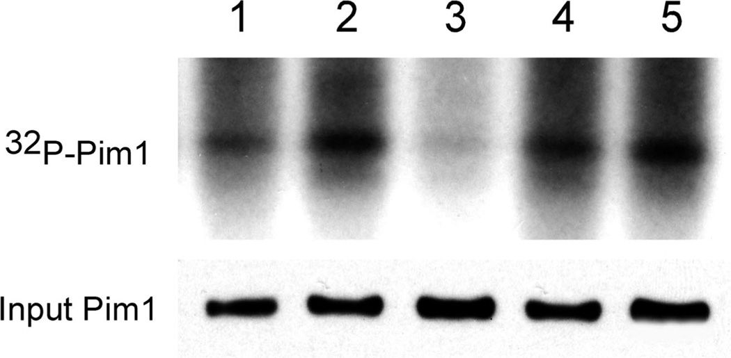 SMI-16a 