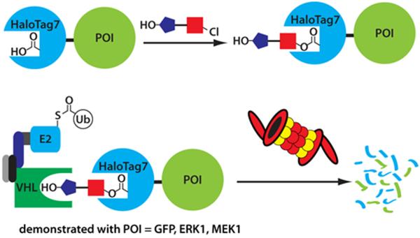 Protein degrader 1 TFA  