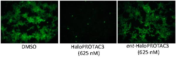 Protein degrader 1 hydrochloride  