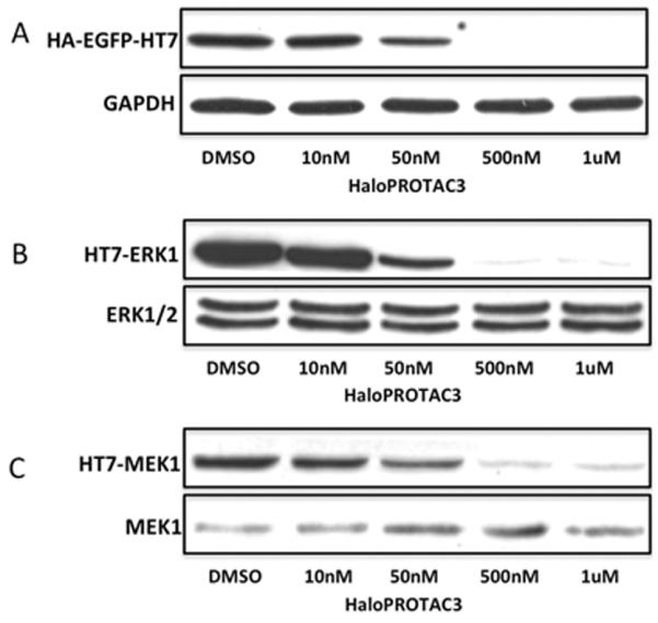 Protein degrader 1 hydrochloride  