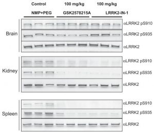 GSK2578215A