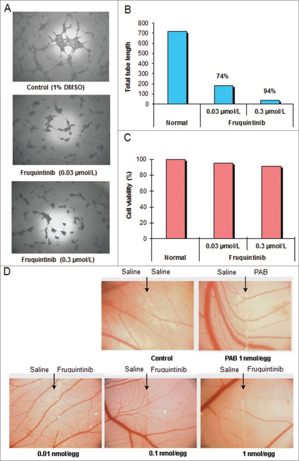 Fruquintinib