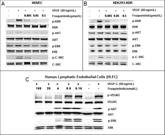 Fruquintinib