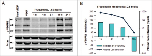 Fruquintinib