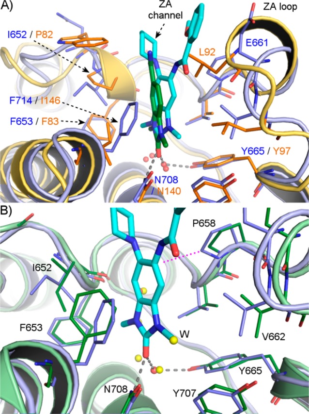 GSK-5959 