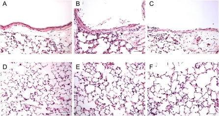 Formoterol Fumarate