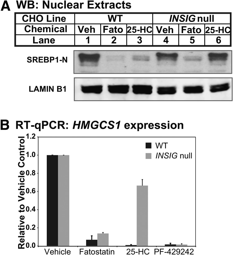 Fatostatin HBr  