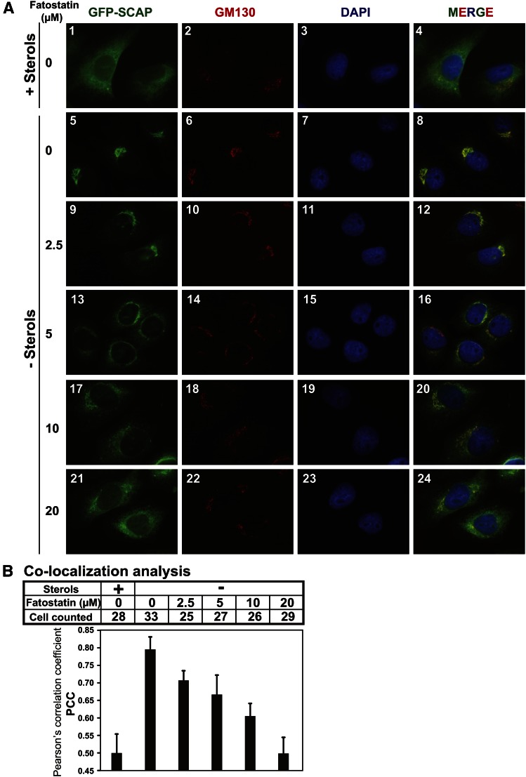 Fatostatin HBr  