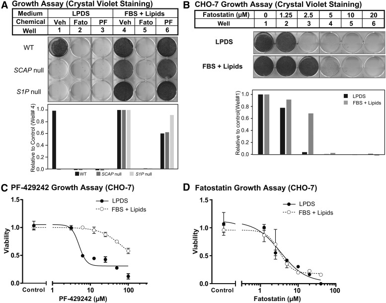 Fatostatin HBr  