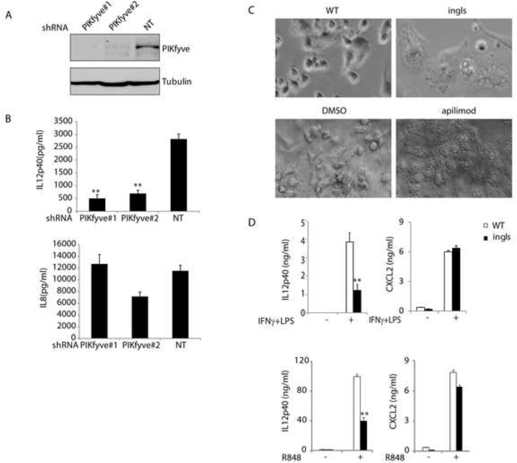 Apilimod mesylate