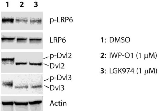 IWP-O1 