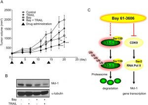 BAY-61-3606 HCl