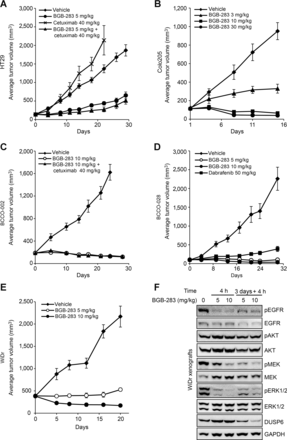 Lifirafenib (BGB-283)