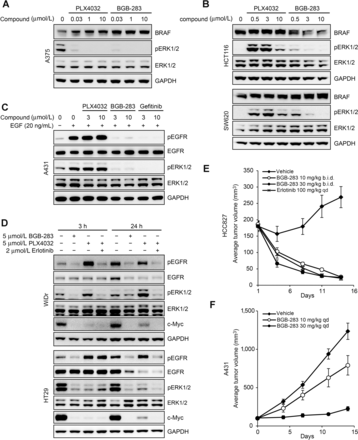 Lifirafenib (BGB-283)