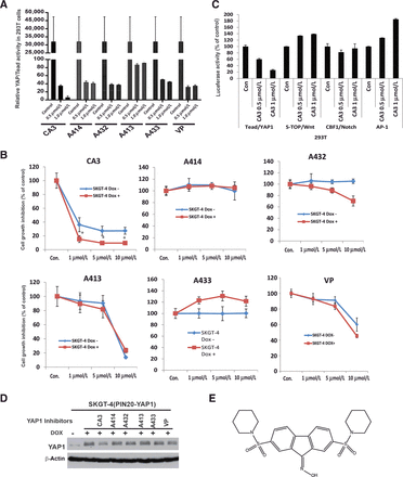 CA3 (CIL56)