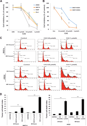 CA3 (CIL56)