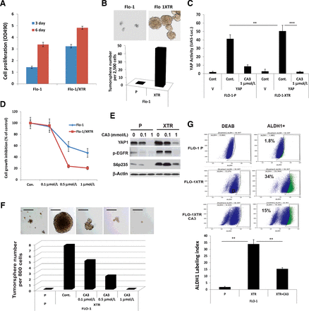 CA3 (CIL56)