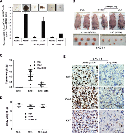 CA3 (CIL56)