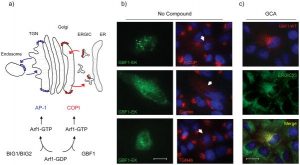 Golgicide A