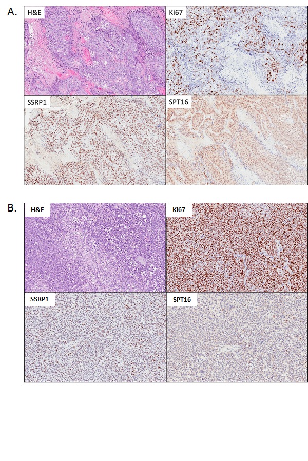 CBL0137 HCl