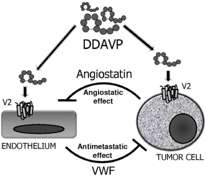 Desmopressin acetate