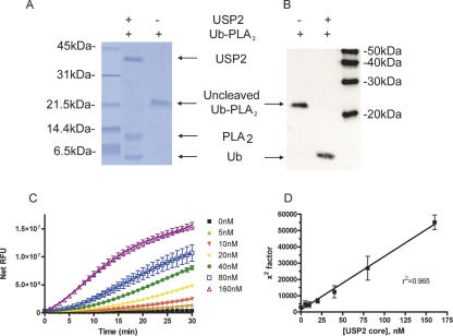 NSC632839 HCl