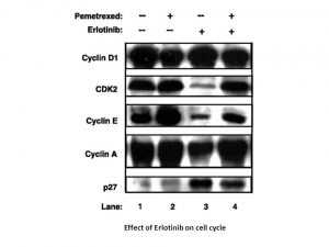 Erlotinib mesylate