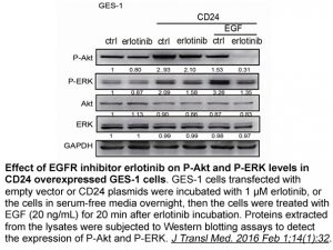 Erlotinib mesylate