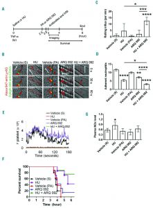 Miransertib HCl