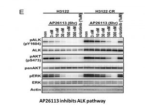 BRIGATINIB ANALOG