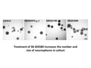 SB 203580 hydrochloride