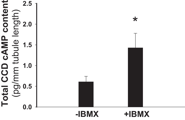 IBMX 