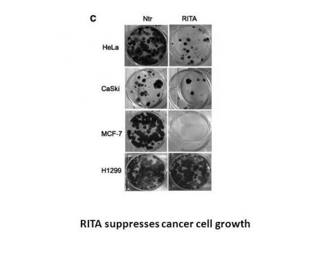 RITA (NSC 652287)